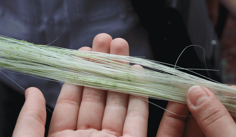 агава сизалевое волокно